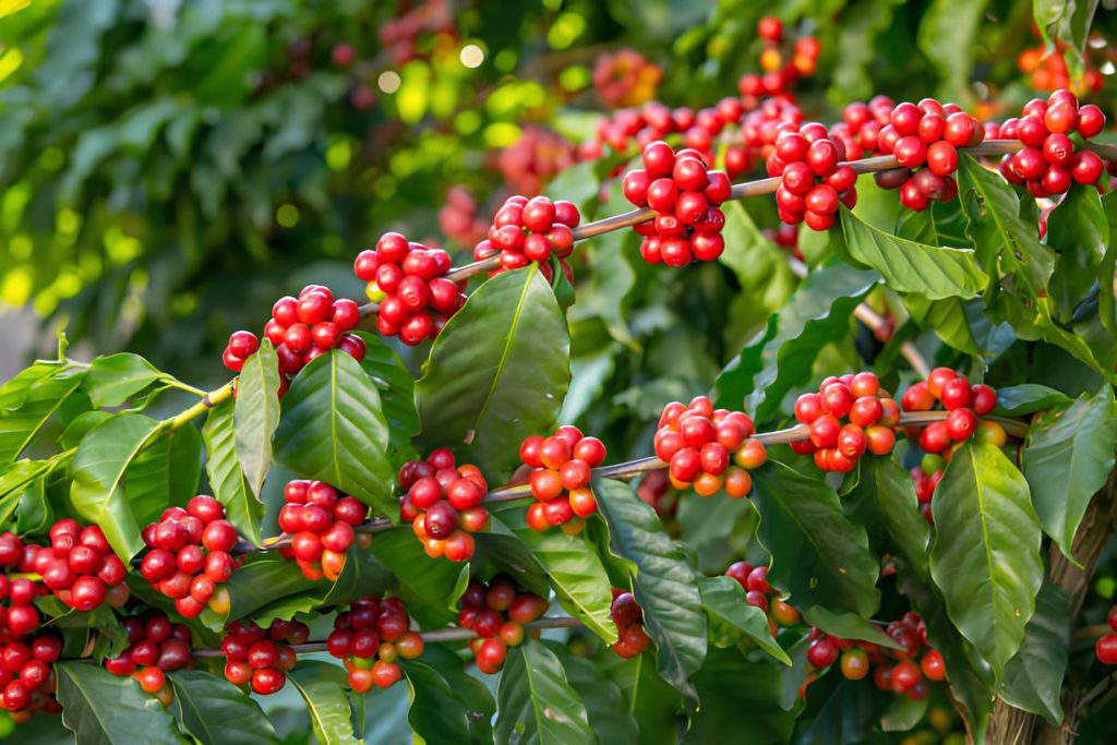 Rich Red Coffee Cherries In Uganda